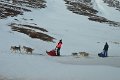 Dog sledding (07)